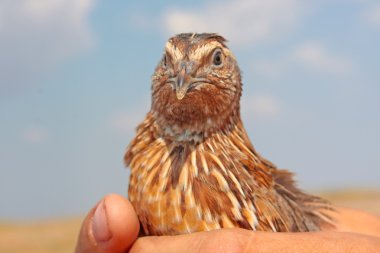 Quail portret clipart