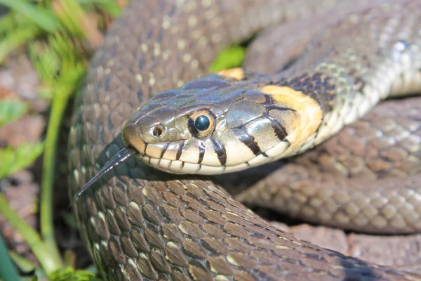 재미 있는 풀 뱀 — 스톡 사진