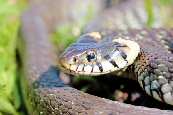 Komik çim yılan — Stok fotoğraf