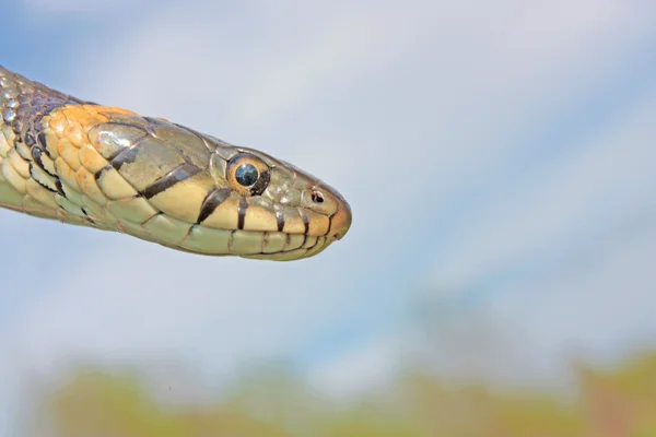 Funny grass snake — Stock Photo, Image