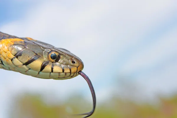 Забавная травяная змея — стоковое фото