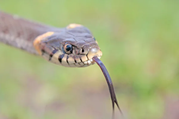 Serpent d'herbe drôle — Photo