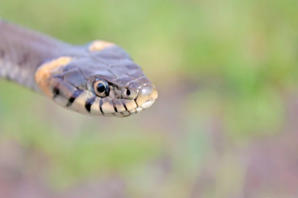 Serpent d'herbe drôle — Photo