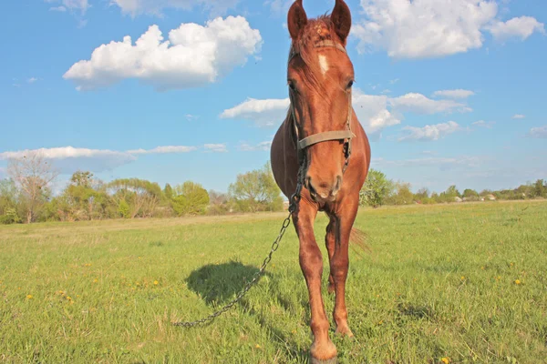 Stock image Funny horse