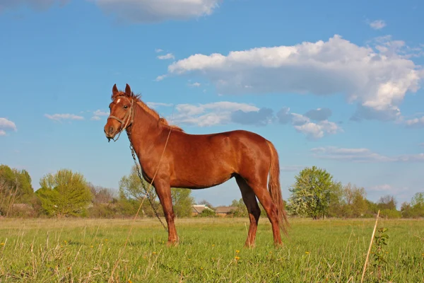 stock image Funny horse