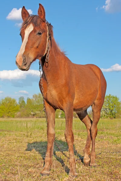 Cavalo engraçado — Fotografia de Stock