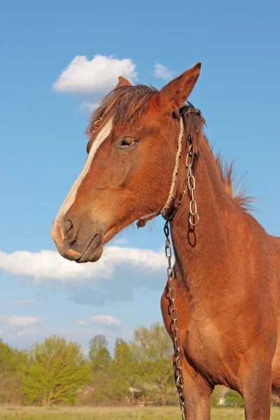 Lustiges Pferd — Stockfoto
