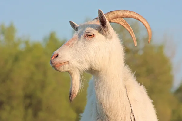 Смешная коза — стоковое фото