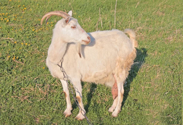 Funny goat — Stock Photo, Image
