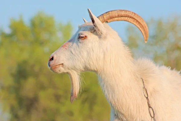 Funny goat — Stock Photo, Image