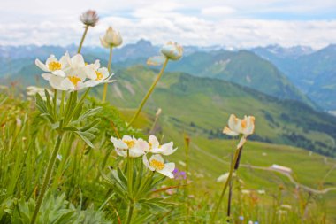 Alpler üzerinden güzel beyaz çiçekler