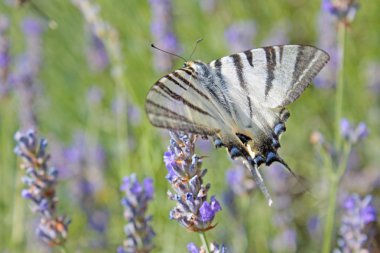 Kaplan swallowtail kelebek