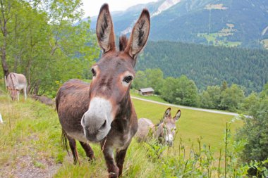 Donkey in a Field clipart