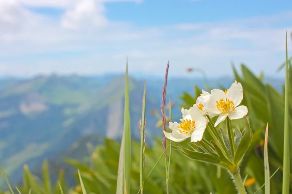 Vackra vita blommor från Alperna — Stockfoto