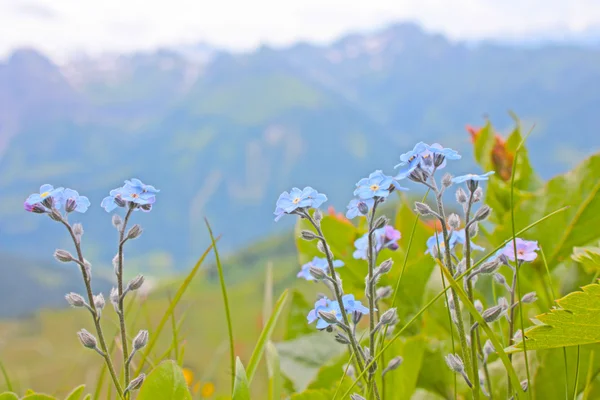 Blue flowers from Alps — Stock Photo, Image
