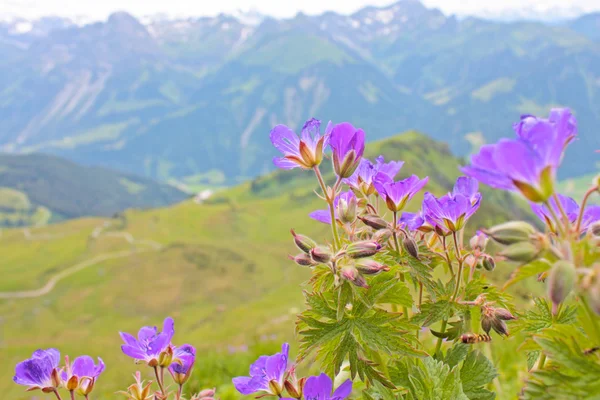 stock image Small violet flowers