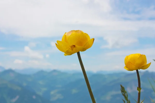 Yellow flowers (trollius europaeus ) — Stock Photo, Image