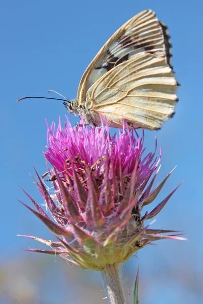 Гарний білий метелик — стокове фото