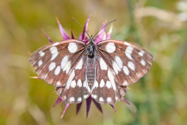 아름 다운 검은 나비 — 스톡 사진