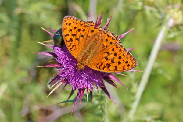 Prachtige vlinder - vorst, — Stockfoto