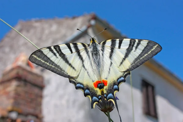 Tigre hirondelle papillon — Photo