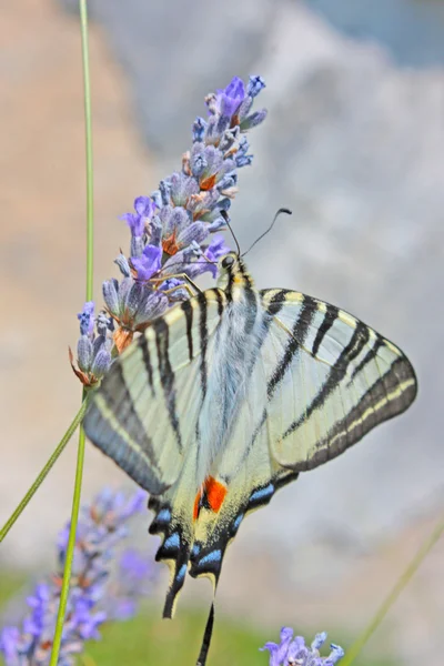 Tygrys swallowtail motyl — Zdjęcie stockowe