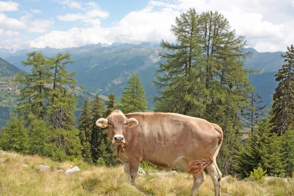 Avusturyalı inek bir dağ çayır otlatma — Stok fotoğraf