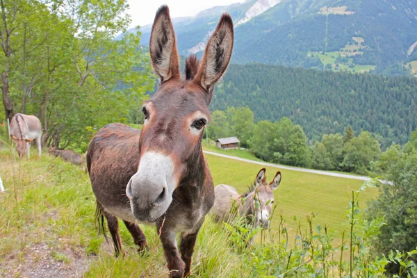 Donkey in a Field — Stock Photo, Image