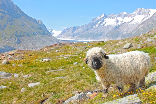 Овцы в швейцарских Альпах — стоковое фото