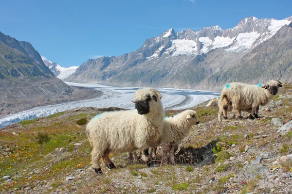 Ovinos em Alpes Suíços — Fotografia de Stock