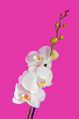 White orchid clipart