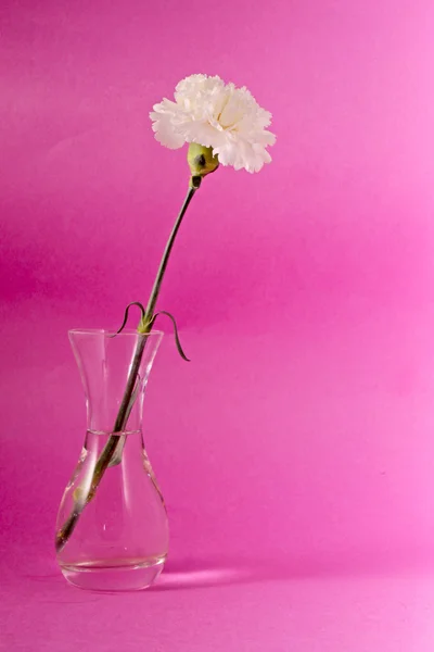 Witte carnation bloem — Stockfoto