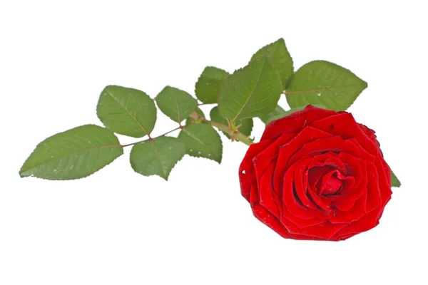 Rosa rossa con foglie isolate — Foto Stock