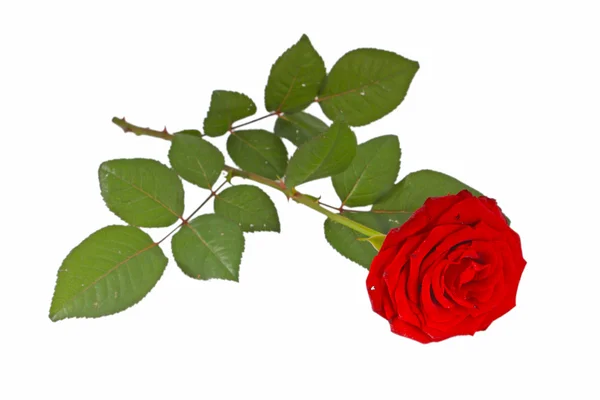 Rosa roja con hojas aisladas — Foto de Stock