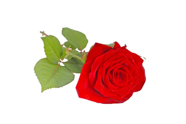 Rosa vermelha com folhas isoladas — Fotografia de Stock
