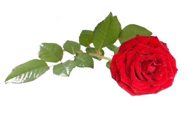 Rode roos met bladeren geïsoleerd — Stockfoto