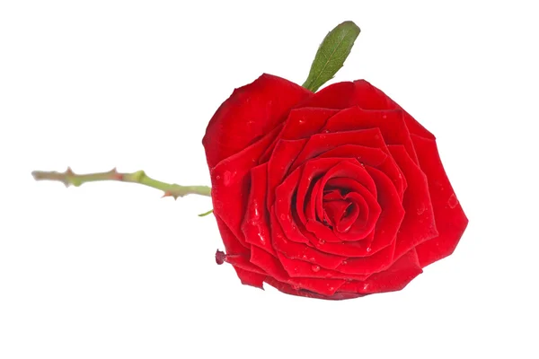 Κόκκινο τριαντάφυλλο με φύλλα που έχουν απομονωθεί — Φωτογραφία Αρχείου