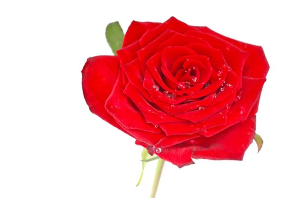 Червона троянда з листям ізольовані — стокове фото