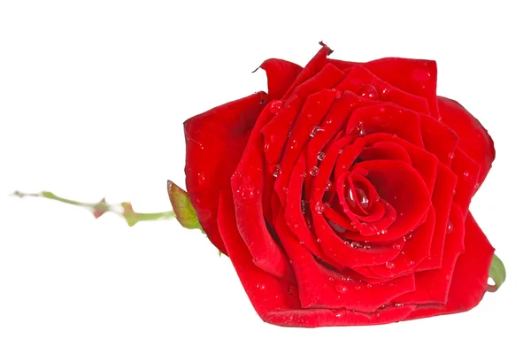 Κόκκινο τριαντάφυλλο με φύλλα που έχουν απομονωθεί — Φωτογραφία Αρχείου