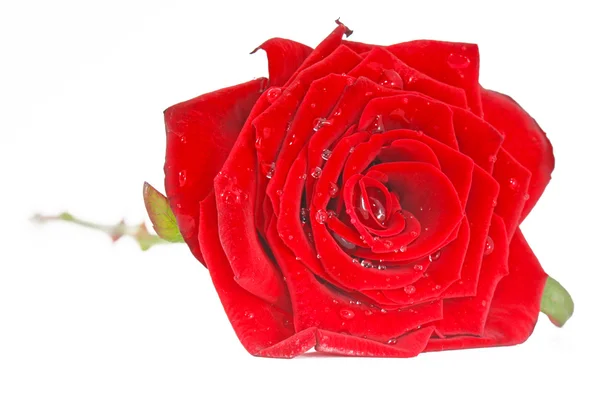 Rosa roja con hojas aisladas —  Fotos de Stock