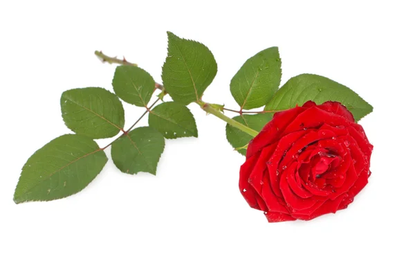 Rote Rose mit isolierten Blättern — Stockfoto