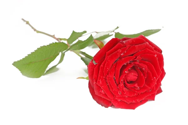 Rosa roja con hojas aisladas — Foto de Stock