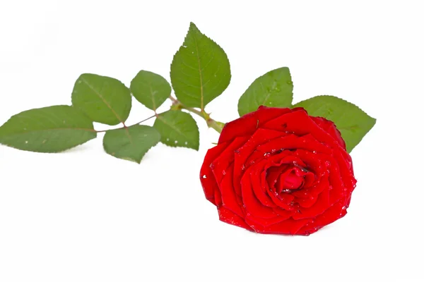 Rote Rose mit isolierten Blättern — Stockfoto