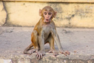 Bir genç Rhesus makak (Macaca melez)