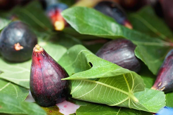 Bliska owoców figi — Zdjęcie stockowe