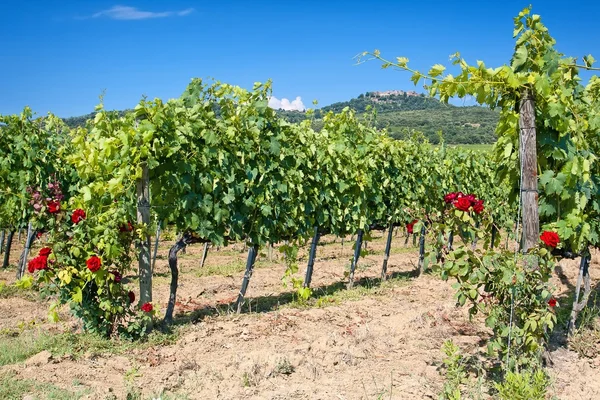 Toscane wijngaard — Stockfoto