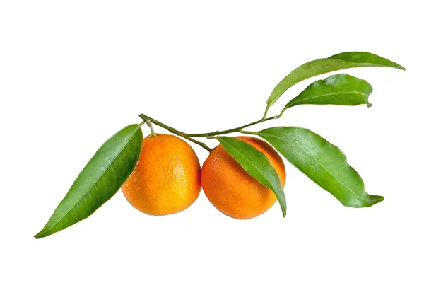 Mandarina fresca con hoja aislada en blanco — Foto de Stock