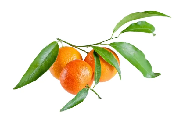 Verse mandarijn met blad geïsoleerd op wit — Stockfoto