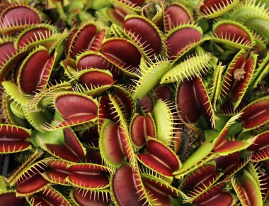 Carnivorous plant clipart