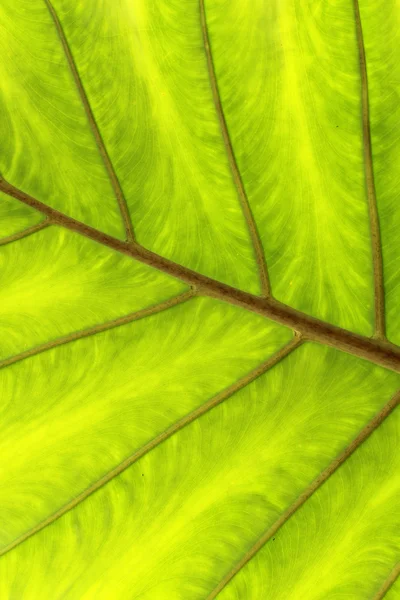 Grünes und gelbes Blatt — Stockfoto